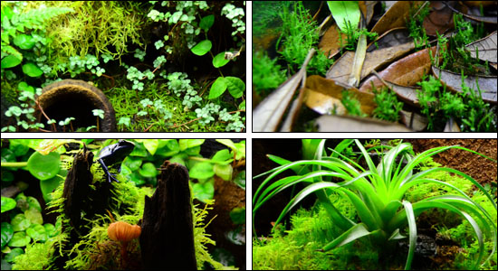The Best Live Moss For 40G 'Breeder' Aquarium Live Vivariums