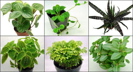 Hand Selected Terrarium Appropriate Tropical Plants For 40B Bioactive Terrariums