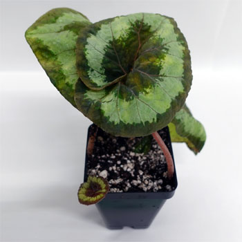 Begonia annulata For Terrariums, Ringed Begonia Bioactive Terrarium Plant