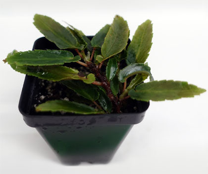Begonia echinosepala For Terrariums, Syn. Begonia elogifolia Bioactive Terrarium Plant
