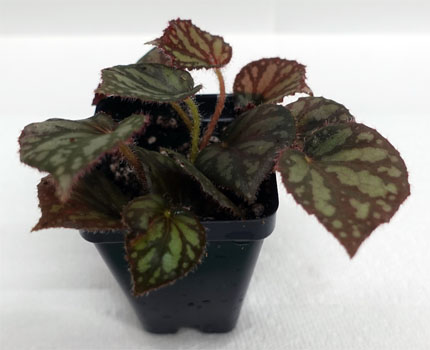 Begonia luzonensis For Terrariums, Begonia luzonensis Bioactive Terrarium Plant