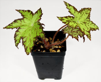 Begonia Hybrid: 'Phoe's Cleo' For Terrariums, Begonia Hybrid: 'Phoe's Cleo' Bioactive Terrarium Plant