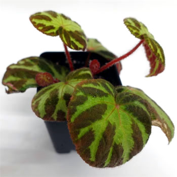 Begonia turrialbae For Terrariums + Bioactive Terrariums