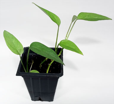 Epipremnum pinnatum For Terrariums, Cebu Blue Pothos Bioactive Terrarium Plant
