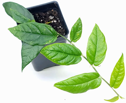Ficus radicans For Terrariums, Syn. Ficus sagittata Bioactive Terrarium Plant