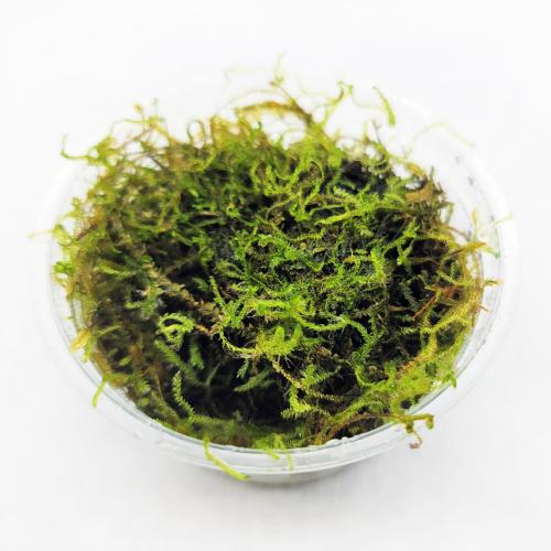 Java Moss For Terrariums, Vesicularia dubyana Bioactive Terrarium Plant