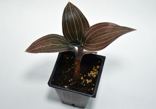 Ludisia discolor Jewel Orchids For Bioactive Terrariums