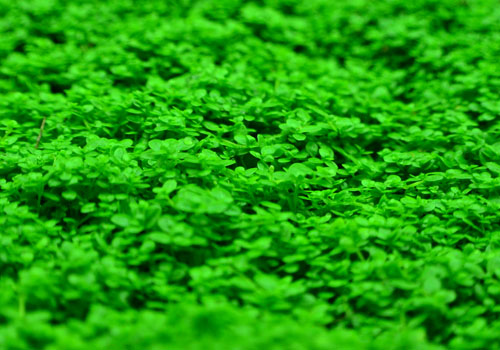Low Growing Live Terrarium Moss