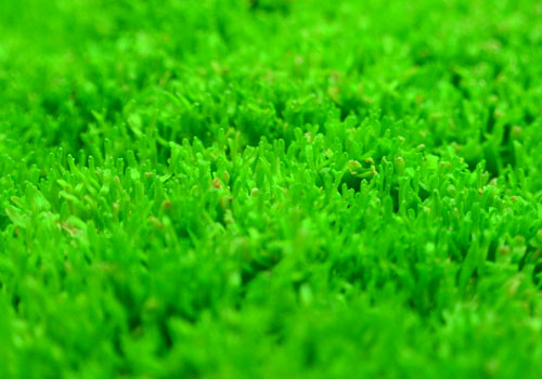 Low Growing Live Terrarium Moss