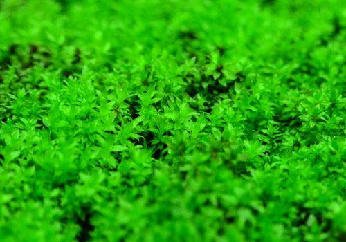 Best Low Growing Live Tropical Moss For Terrariums