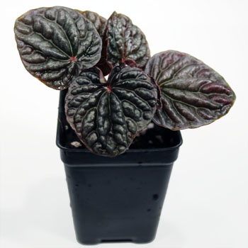 Peperomia caperata 'Burgundy' For Terrariums, Burgundy Ripple Peperomia Bioactive Terrarium Plant
