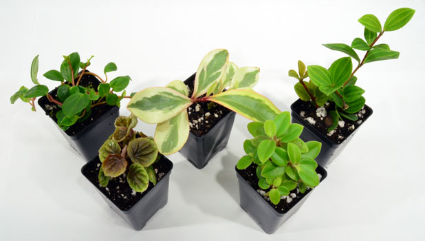Peperomia Plant Pack - Inexpensive Terrarium Peperomia Plants