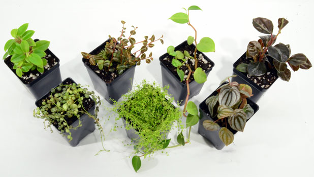 Peperomia Terrarium Plant Pack - The Best Peperomias For Terrariums