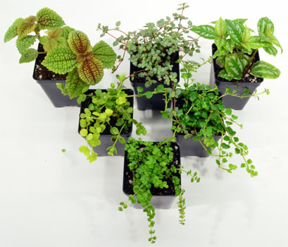 Pilea Plant Pack For Terrariums - The Best Pilea Plants For Terrariums