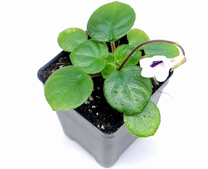 Primulina tamiana For Terrariums, Vietnamese Violet Bioactive Terrarium Plant