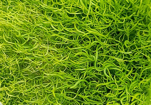 Utricularia graminifolia For Terrariums, Carnivorous Bladderwort Bioactive Terrarium Plant