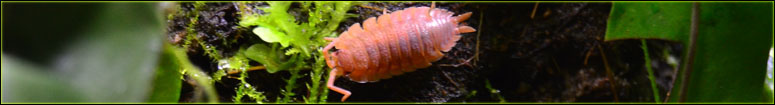 Caring For Isopods As Pets