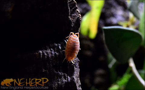 Live Isopod Clean Up Crew For Bioactive Terrariums