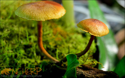 Springtails and Mushrooms In Bioactive Terrarium