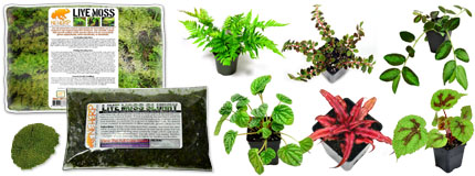 Live Terrarium Plants