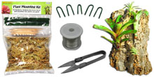 Plant Care & Mounting For Bioactive Terrariums