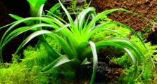 Live low growing terrestrial vivarium moss