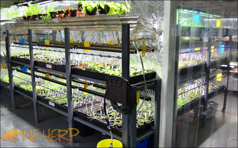 Growing Peperomia plants indoors