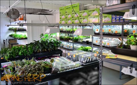 Best Plant Lights For Bioactive Terrariums