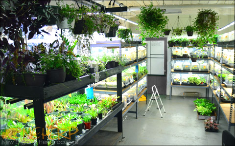 Begonia Grow Room