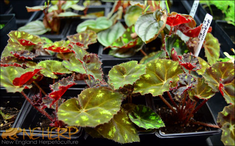Growing Amphibian Safe Terrarium Plants