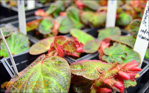 Begonia manaus For Terrariums