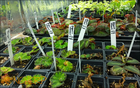 Inexpensive Terrarium Plants