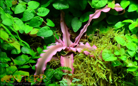 NEHERP Live Terrarium Plants: Grown In-House!