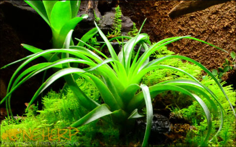 Best Bromeliads For Bioactive Terrariums and Vivariums