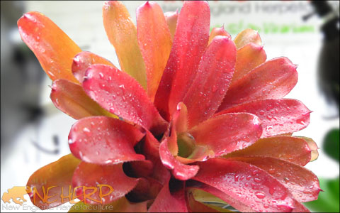 Bromeliads For Bioactive Terrariums