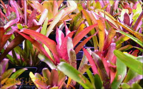 Brightly Colored Bromeliads