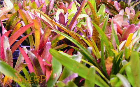 Keeping Bromeliad Colors Bright