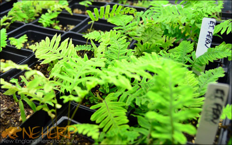 ET Ferns Growing Out For Sale