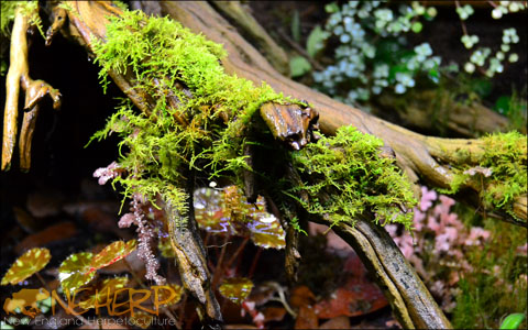 Bioactive Terrarium Moss