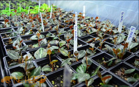 Nursery Flat Trays Growing Terrarium Plants
