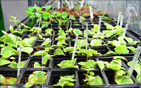 How to grow terrarium plants indoors