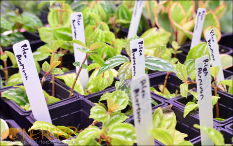 Growing Pilea indoors for bioactive terrariums