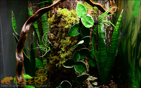 Live Plants For Gargoyle Geckos - Bio Active Enclosure
