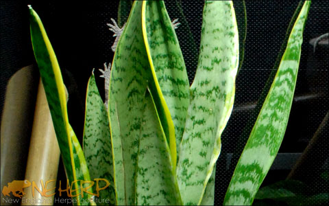Live Plants For Anoles - Bioactive Terrarium