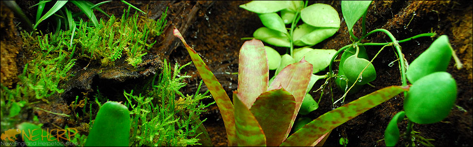 Plants for bioactive terrarium backgrounds