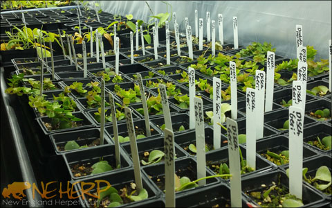 Growing vines for terrariums indoors