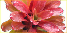 Bromeliads For Terrariums & Vivariums