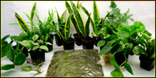 Gecko Plant Packages For Terrariums & Vivariums