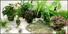 Plant Packages For Terrariums & Vivariums