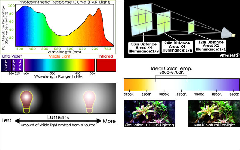 About Bioactive Terrarium Lighting